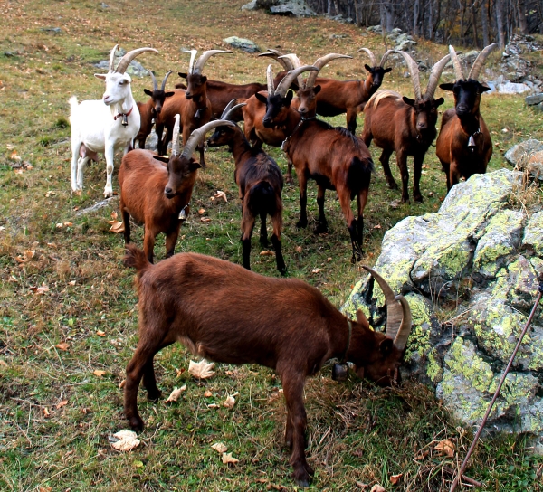 Biodiversità Valli di Lanzo - Balme. Le sue rocce e le sue capre.